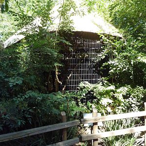 Buton Hornbill Exhibit