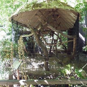 Great Hornbill Exhibit