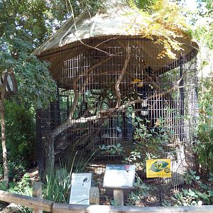 Great Hornbill Exhibit