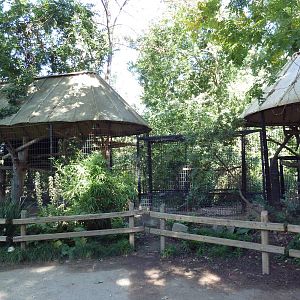 Great Hornbill Exhibit