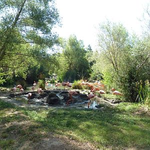 American Flamingo Exhibit