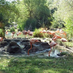 American Flamingo Exhibit