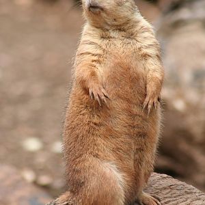 Black-tailed Prairie Dog @ Bristol; 23.07.2011