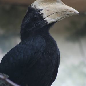 Male Malayan Black Hornbill @ Bristol; 23.07.2011