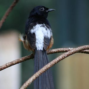 Male White-rumped Shama @ Bristol; 23.07.2011