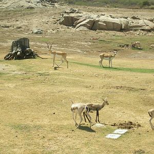 blackbuck and sand gazelle
