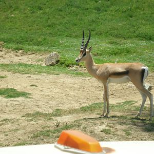 roosevelts gazelle