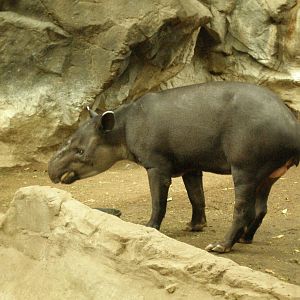 tapir