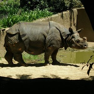 indian rhino