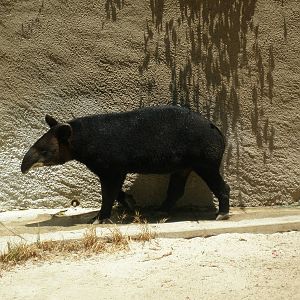 mountain tapir
