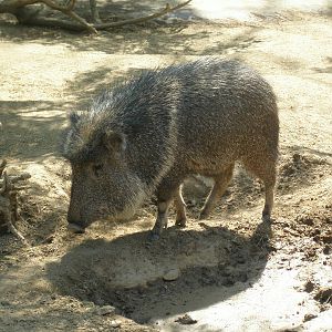 peccary