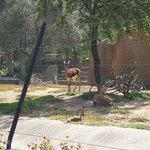 dorcas gazelle(I think)