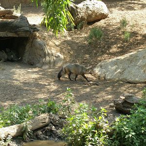 bat-eared fox and warthog