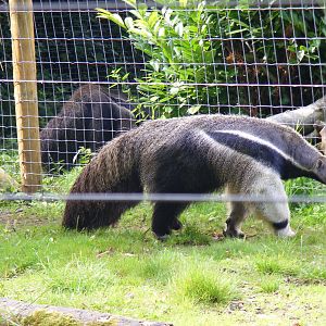 Giant anteaters at Marwell Wildlife on 3rd September 2011