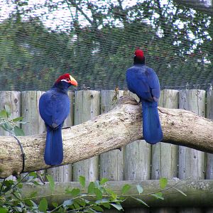 Violaceous turacoes at Marwell Wildlife on 3rd September 2011