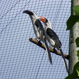 Von der Decken's hornbills at Marwell Wildlife on 3rd September 2011