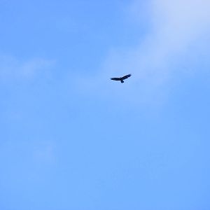 Buzzard flying above Marwell Wildlife on 3rd September 2011