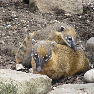 Ring-tailed coatis at Marwell Wildlife on 3rd September 2011