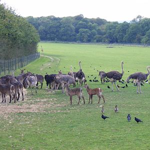 Feed time in the African Valley at Marwell Wildlife on 3rd September 2011