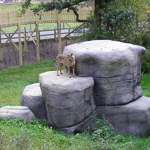 Turkus the cheetah at Marwell Wildlife on 3rd September 2011