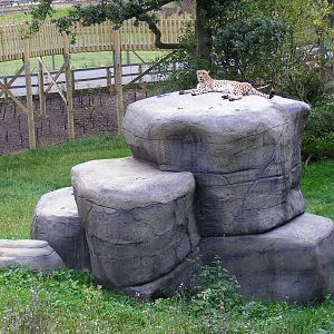 Turkus the cheetah at Marwell Wildlife on 3rd September 2011