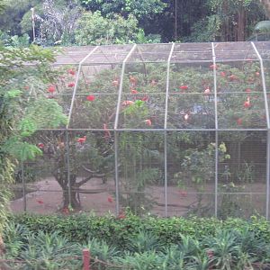 From the Panorail - Scarlet Ibis aviary