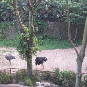 From the Panorail - Dinosaur Descendants