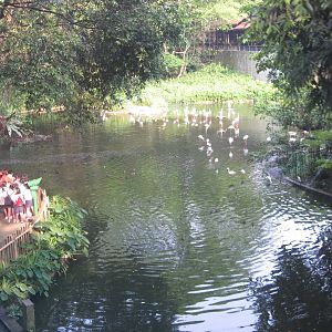 From the Panorail - Flamingo Lake