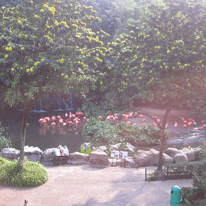 From the Panorail - Flamingo Pool