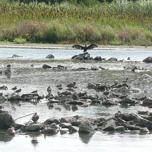 Wild birds on the Millenium Wetlands