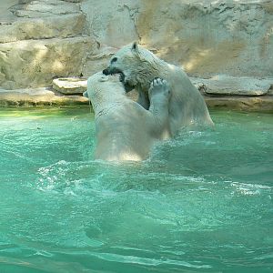 Polar bears fighting