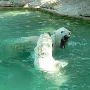 Polar bears fighting