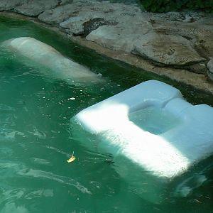 Polar bears enrichment