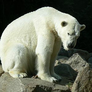 Polar bear