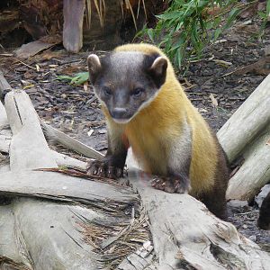 Yellow-throated martens at the RSCC, 4 September 2011