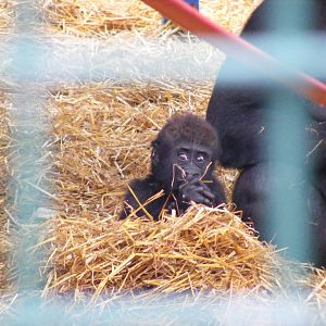 Gorilla at Howletts Wild Animal Park, 4 September 2011