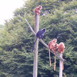Javan langurs at Howletts Wild Animal Park, 4 September 2011