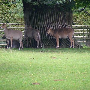 Nilgais at Howletts Wild Animal Park, 4 September 2011