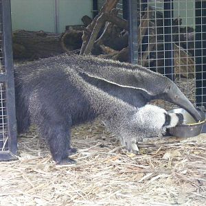 Giant anteater at Howletts Wild Animal Park, 4 September 2011