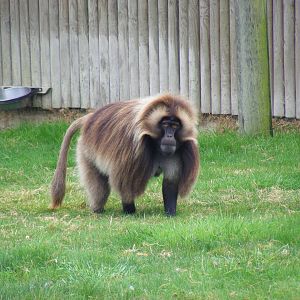 Gelada baboon at Howletts Wild Animal Park, 4 September 2011