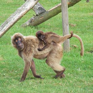 Gelada baboons at Howletts Wild Animal Park, 4 September 2011