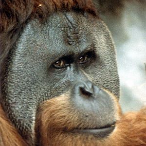 orangutan exhibit in 70's