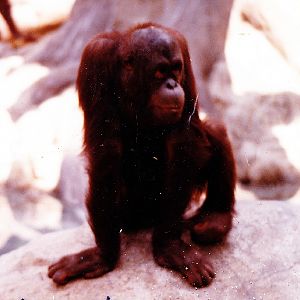 orangutan exhibit in 70's