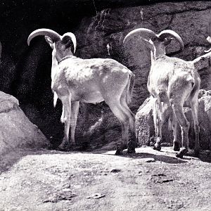 Mountain Goat Exhibit - 70's