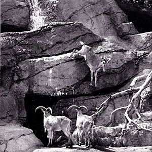 Mountain Goat Exhibit - 70's