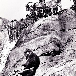 Mountain Goat Exhibit - 70's
