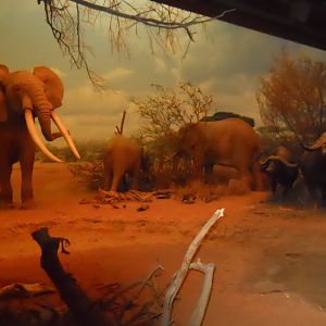 Elephants and Cape Buffalo, African Mammal Hall