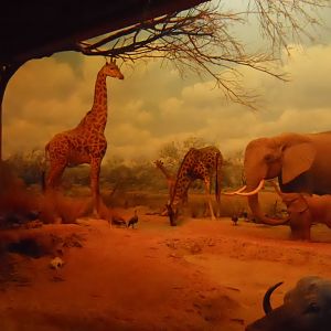 Masai Giraffes and Elephants, African Mammal Hall