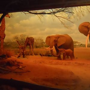 Masai Giraffes and African Elephants, African Mammal Hall