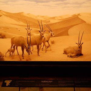 Arabian Oryx, African Mammal Hall